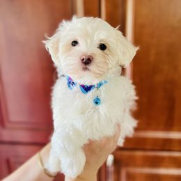 Mowgli - White male Maltese puppy in Homestead, Florida from Princess’s Maltese Palace