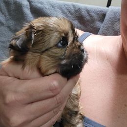 Shih Tzu Puppies from Chimera Shih Tzu