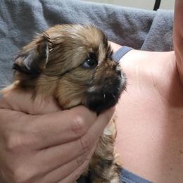 Shih Tzu Puppies from Chimera Shih Tzu