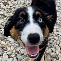 Remi - Black tri male Miniature Australian Shepherd puppy in Somerset, Kentucky from Natural Life Ranch
