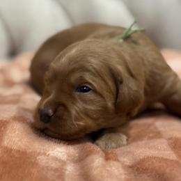 Cedar - Green Collar Boy - Red  male Goldendoodle puppy in Pleasant Hill, Iowa from Harvest Creek