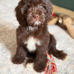 Drift - Chocolate female Cavapoo puppy in Colcord, Oklahoma from Copper Lane Aussies, Doodles & Cavapoos