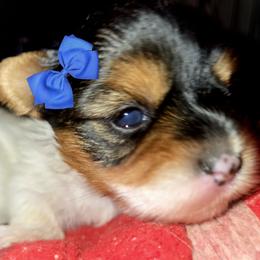 Biewer Terrier puppies from Granny's yorkshire Terrier Modesto California
