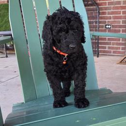 CARBON - Blue male Poodle puppy in Aurora, Colorado from Simply Amazing Doodles