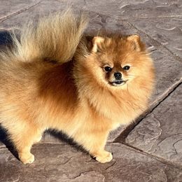 Tanga - Pomeranian