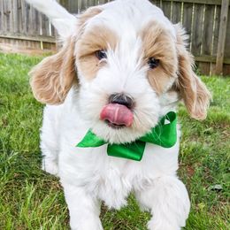 Green Girl - Parti Goldendoodle puppy in Piedmont, South Carolina from Mountain Ridge Doodles