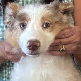 Chocolate Merle ( vet check done) - Red merle male Border Collie puppy in Apple Valley, California from Flying S Ranch Border Collies