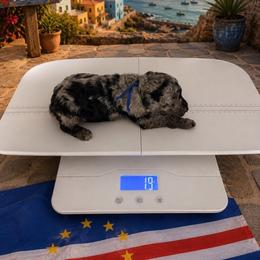 Cabo Verde - Merle male Goldendoodle puppy in Houston, Texas from Were The Mack'Doodles