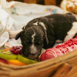Poodle Puppies from Setting the Standard Poodles