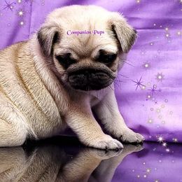 Pug Puppies from Companion Pups