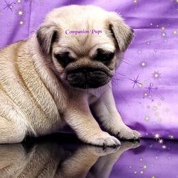 Pug Puppies from Companion Pups