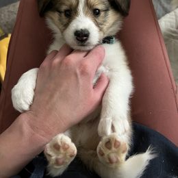 Collie and Companion Cross Puppies from Oasis Companion Canines
