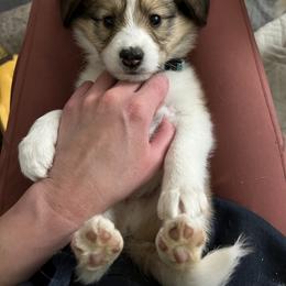 Collie and Companion Cross Puppies from Oasis Companion Canines