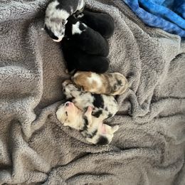American Corgi and Doberman Pinscher Puppies from Driftin' Sand Doberman Pinschers