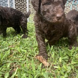 Labradoodle Puppies from Molly’s Doodles