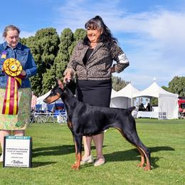 DIVA - Doberman Pinscher