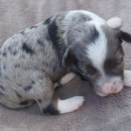 Wesson - Blue merle male Aussiedoodle puppy in Delphos, Ohio from Route 66 Poodles & Doodles, Sapphire Shih-tzu's of Ohio