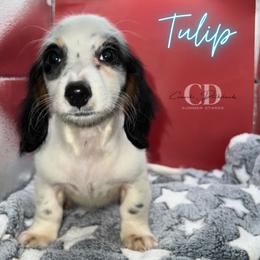 Dachshund Puppies from Camacho_Dachshunds