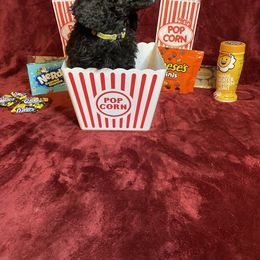 Poodle Puppies from Glory Bound Farm & Kennel