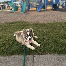 Siberian Husky Puppies from Noble Heart Siberians