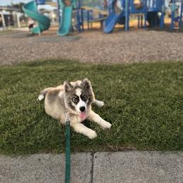 Siberian Husky Puppies from Noble Heart Siberians