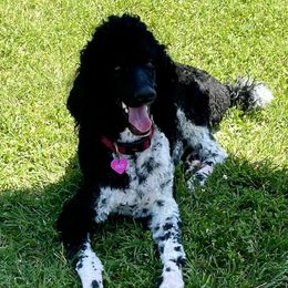 Knox - Poodle