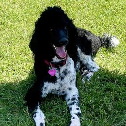 Knox - Poodle