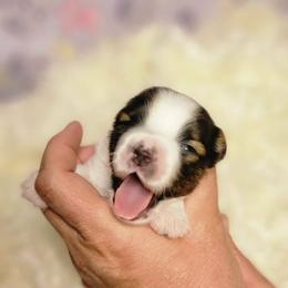 Luka - White black and tan male Papillon puppy in Conetoe, North Carolina from Southern Belle's Biewer Terriers & Papillons