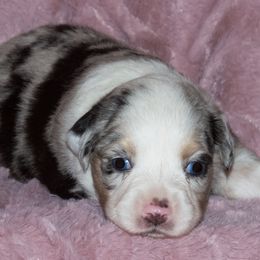 Miniature Australian Shepherd Puppies from Sand Dollar Aussies
