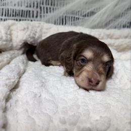 Bruno - Chocolate and cream male Dachshund puppy in Bald Knob, Arkansas from Victoria’s Dachshunds