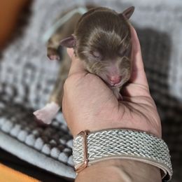 Australian Shepherd Puppies from Chaparro Farm