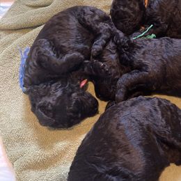 Poodle puppies from Sarsel Poodles