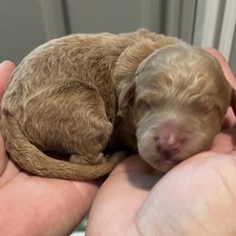 Black collar - Apricot female Goldendoodle puppy in Fairfield, California from Twin Sisters Doodles