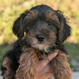 Monday - Black and tan male Yorkipoo puppy in Coshocton, Ohio from Forever Family Puppies