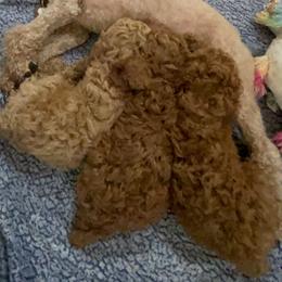 Rosie - Poodle
