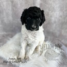 Poodle Puppies from Yellow Dog Farm