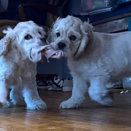 Cocker Spaniels from Alina's Cocker Spaniels