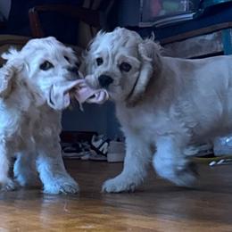 Cocker Spaniels from Alina's Cocker Spaniels
