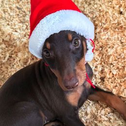 Blue - Red and rust female Doberman Pinscher puppy in Vallejo, California from World of Dobies