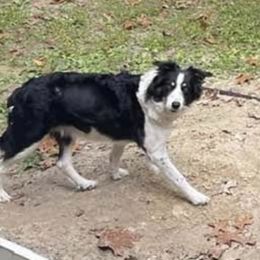 Bella - Border Collie