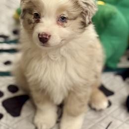 Macchiato - Red merle male Australian Shepherd puppy in Rochelle, Illinois from Countryside Kennels and Aussies