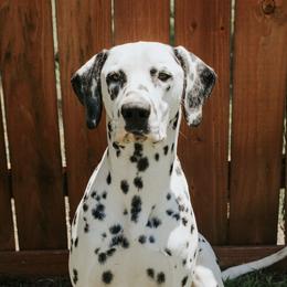 Lucky - Dalmatian