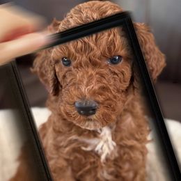 Asher - Red  male Poodle puppy in Greenwich, New York from MizzElle’s Standard Poodles