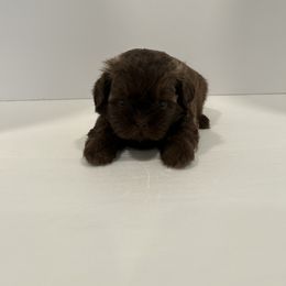 Shih Tzu Puppies from Moore Shih Tzus