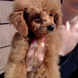 Female - female Poodle puppy in Sandpoint, Idaho from Teddy Bear Toy Poodles