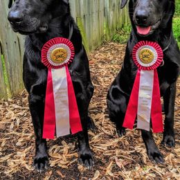 Labrador Retrievers from Antebellum Kennels