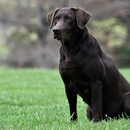 Lilly - Labrador Retriever