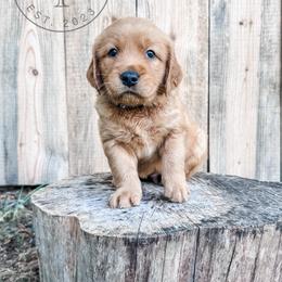 Bear - black - Dark golden male Golden Retriever puppy in Greeneville, Tennessee from Cultivate Farm