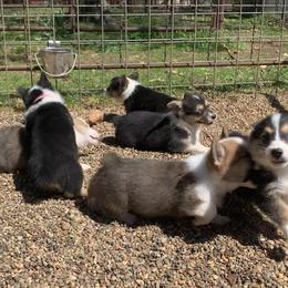 Border Collie and Pembroke Welsh Corgi Puppies from Whisenhunt Farms