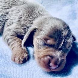 Dachshund Puppies from Meldox